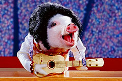 teach a pig how to sing