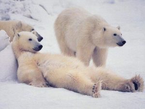 chilled-polar-bears