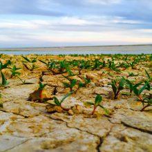 Market Looks Bleak But Opportunities Abound